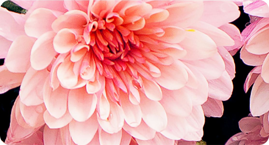 Capture of an open white flower with a pink center.